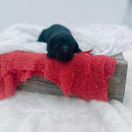 Beau - Black male Goldendoodle puppy in North Carolina from Tuxedo Mountain Doodles