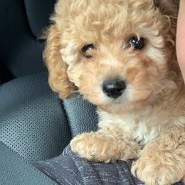 Poodle Puppies from Champion Poodles