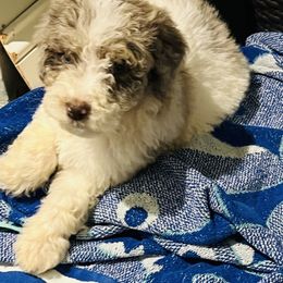 Cupid - Aussiedoodle puppy from H & A Kennels