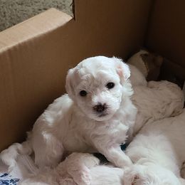 Bichon Frise Puppies from Sue's Bichon Babies