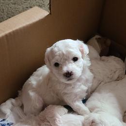 Bichon Frise Puppies from Sue's Bichon Babies