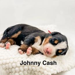 Johnny Cash - Black rust and white male Bernese Mountain Dog puppy in Hudson, Indiana from TurkeyCreek-K9