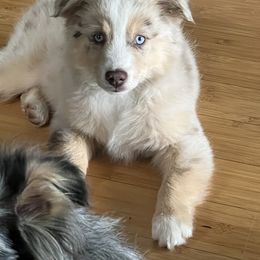 Miniature Australian Shepherd and Toy Australian Shepherd Puppies from Bit O' Bliss Farm LLC