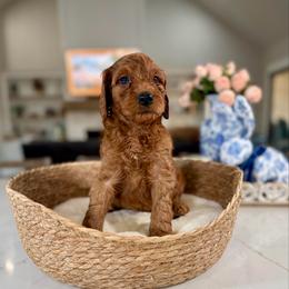 Red Collar - Red male Irish Doodle puppy in Indiahoma, Oklahoma from Farm Fresh Doodles
