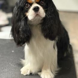 Snapper - Cavalier King Charles Spaniel