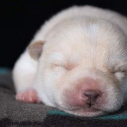 Shiba Inu from Wind Dancer's Shibas