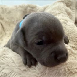 Mr  Blue - Blue and white male Staffordshire Bull Terrier puppy in Dawsonville, Georgia from WEAT Pack