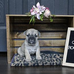French Bulldog Puppies from Rootin' Tootin' Bulldogs, LLC