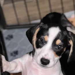 Dachshund Puppies from Empire's Dachshunds