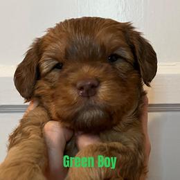 Australian Labradoodle Puppies from Potomac Australian Labradoodles