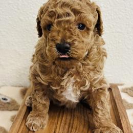 Cavapoo, Cockapoo, Goldendoodle, and Maltipoo Puppies from Perdue Puppies