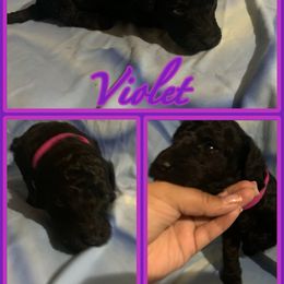 Violet - Goldendoodle puppy from Zona’s Teddybear GoldenDoodles
