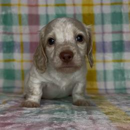 Cream pie - Cream male Dachshund puppy in Poteau, Oklahoma from Sisters Dazzling Dachshunds
