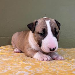 Bull Terrier Puppies from Mark My Words Bull Terriers