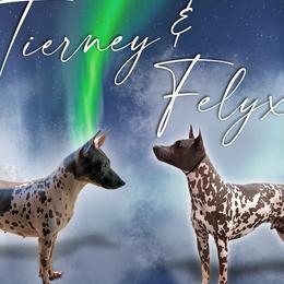 American Hairless Terriers from Sundial Farm