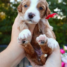 Tessa - Red - Red  female Goldendoodle puppy in Ruthorfordton, North Carolina from Duncan Doodles Goldendoodles