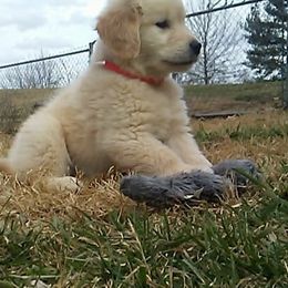 Golden Retriever Puppies from Falkinburg Goldens