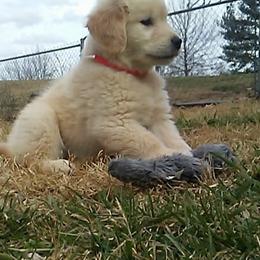 Golden Retriever Puppies from Falkinburg Goldens