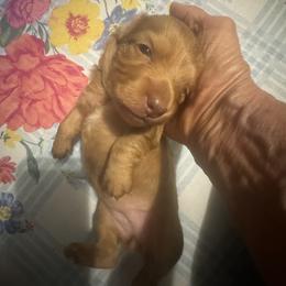 Poppy Sue - Dapple female Dachshund puppy in Polo, Missouri from Blue Tails Farm