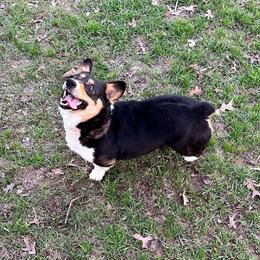 American Corgi puppies from Piney Woods Corgis