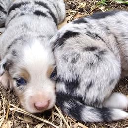Miniature Australian Shepherds from Melissa Huffman