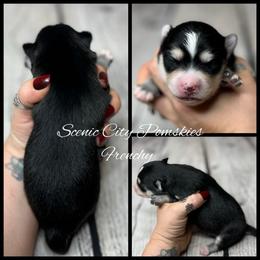 Frenchy - Black and white female Pomsky puppy in Rossville, Georgia from Scenic City Pomskies