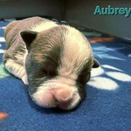 Aubrey - Blue fawn female American Staffordshire Terrier puppy in Clintwood, Virginia from SkyBlue Kennel