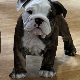 Twix - Fawn brindle and white Bulldog puppy in Richland Township, Arkansas from Ozark Bulldogs