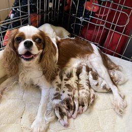 Peaches - Cavalier King Charles Spaniel