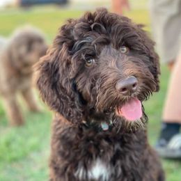 Bernedoodles and Goldendoodles from American Poodles and Doodles