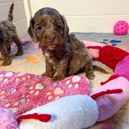 Hazelnut - Merle female Cockapoo puppy in Beresford, South Dakota from DAKOTA DOOD RANCH