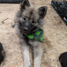 Kalypso - Keeshond