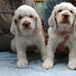 Clumber Spaniels from Pinkletink Clumbers