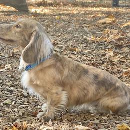 Dachshund Puppies from LovelylilDoxies