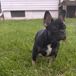Cleo Jr - Black and tan female French Bulldog puppy in Coatesville, Pennsylvania from The Chipper Frenchie