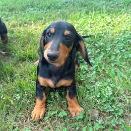 Pickles - Black and tan male Dachshund puppy in Crossville, Tennessee from Golden Mini Farm