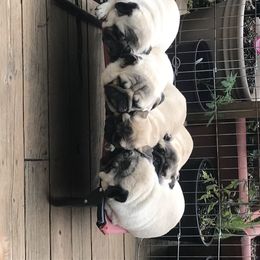 Pug All Grown Up from Mari Anne Parks