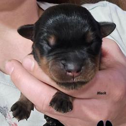 Black - Black and mahogany male Rottweiler puppy in Tangent, Oregon from Raya's Royals