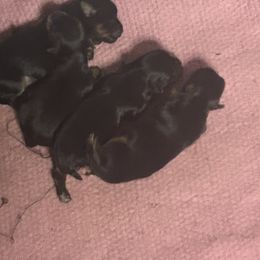 Boy 1 - male Yorkshire Terrier puppy in Cranston, Rhode Island from The Perfect Yorkie