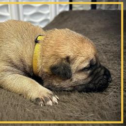 Yellow - Fawn female Anatolian Shepherd Dog puppy in Clark, Wyoming from Fyne Acres