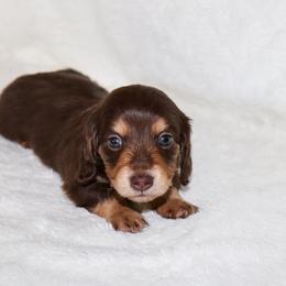 Bodie - Chocolate and tan male Dachshund puppy in Coldwater, Mississippi from Mississippi Shorties Miniature Dachshunds