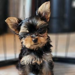SB boy - Blue and gold male Yorkshire Terrier puppy in Alburnett, Iowa from Hobbs Shire Yorkies
