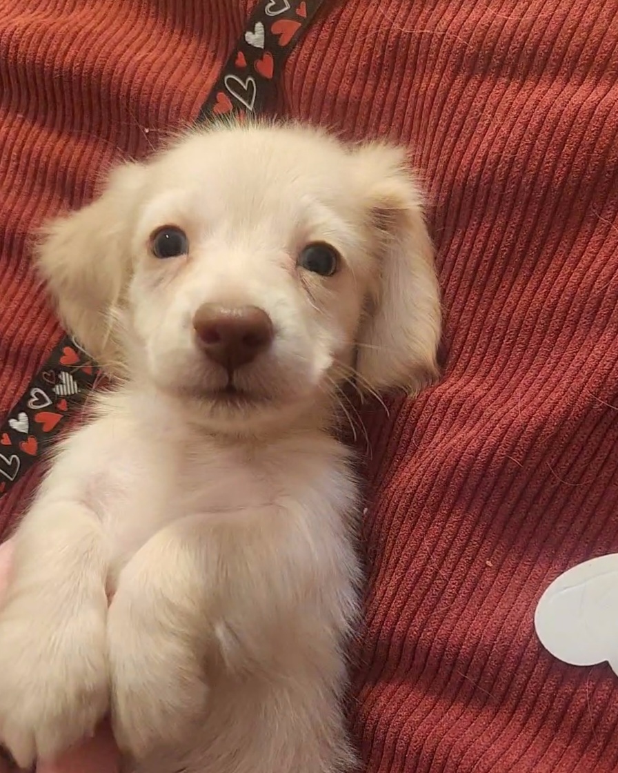Dachshund Puppies from Katie Light