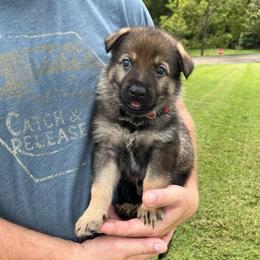 Red Collar - Sable male German Shepherd puppy in Abingdon, Virginia from Roark German Shepherds