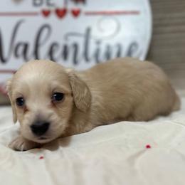 Axle - Cream male Dachshund puppy in Cherry Tree, Oklahoma from Peavine Creek Dachshunds