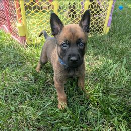 Sleepy - Fawn male Belgian Malinois puppy in Signal Mountain, Tennessee from Torgun Police Dogs