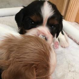 Cavalier King Charles Spaniel Puppies from Patch of Land Acres