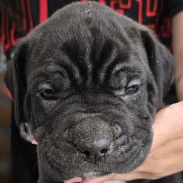 Red Collar Boy - AKC and ICCF - Black male Cane Corso puppy in Gorman, Texas from McOmber Country Kennels