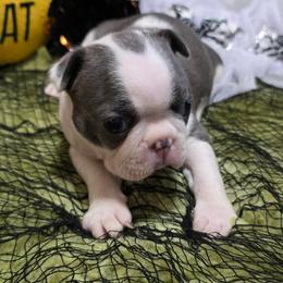 Blue splash girl - Blue female Boston Terrier puppy in San Antonio, Texas from JT Bostons