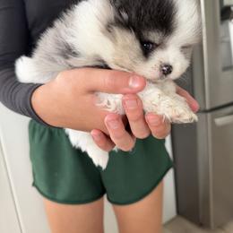 Boy 3 - Tri-colored male Pomeranian puppy in Meridian, Idaho from Precious poms
